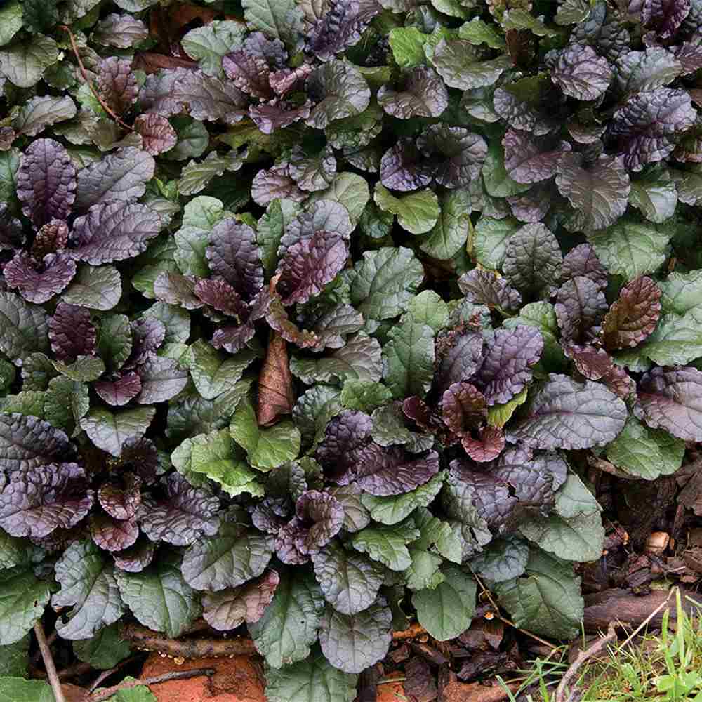 Vinetica Chocolate Chips (Ajuga reptans), planta decorativa vesnic verde cu frunzis intunecat si flori albastre