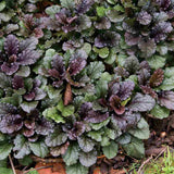 Vinetica Chocolate Chips (Ajuga reptans), planta decorativa vesnic verde cu frunzis intunecat si flori albastre