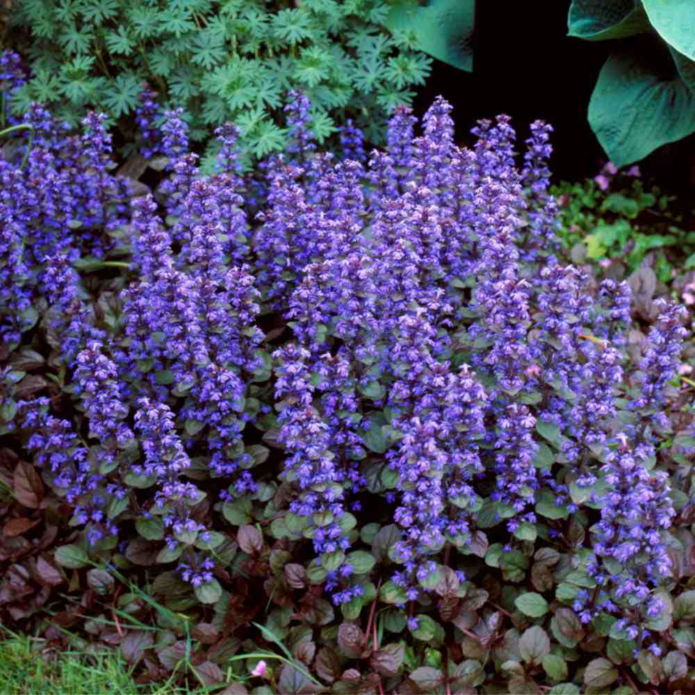 Vinetica Chocolate Chips (Ajuga reptans), planta decorativa vesnic verde cu frunzis intunecat si flori albastre