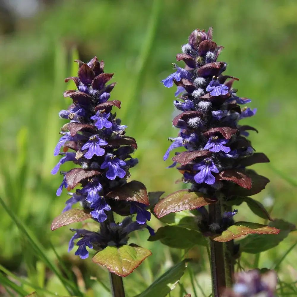 Vinetica Chocolate Chips (Ajuga reptans), planta decorativa vesnic verde cu frunzis intunecat si flori albastre