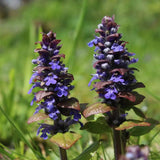 Vinetica Chocolate Chips (Ajuga reptans), planta decorativa vesnic verde cu frunzis intunecat si flori albastre