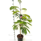 Arbore de matase Albizia Tropical Dream,  flori roz, parfumate, rezistent la inghet