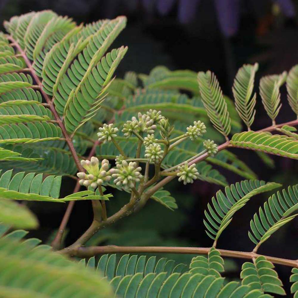 Arbore de matase Albizia Tropical Dream,  flori roz, parfumate, rezistent la inghet