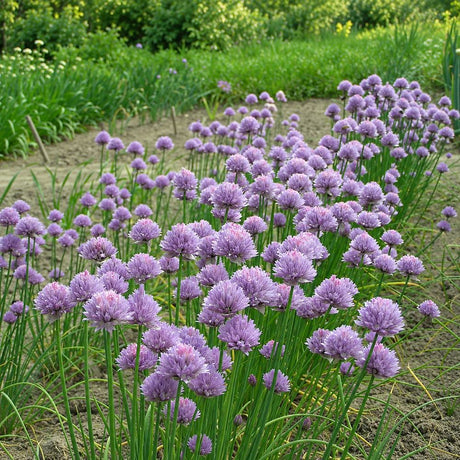 Ceapa Ornamentala Allium Schoenoprasum, flori roz-mov si frunze aromatice comestibile, planta perena pentru gradina