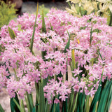 Black Friday - Reduceri Bulbi Ceapa Ornamentala (Allium) Roseum, cu flori roz sferice Promotie