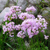 Bulbi Ceapa Ornamentala (Allium) Roseum, cu flori roz sferice