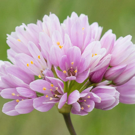 Bulbi Ceapa Ornamentala (Allium) Roseum, cu flori roz sferice