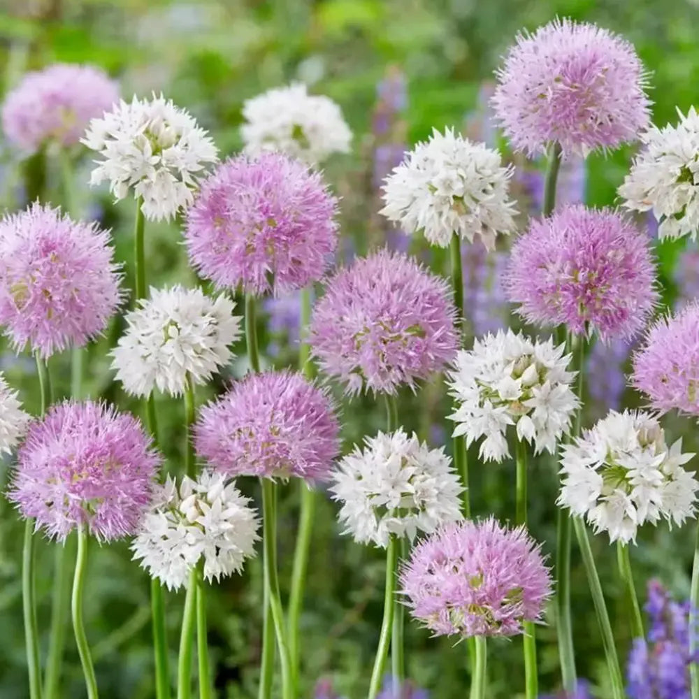Bulbi Ceapa Ornamentala (Allium) Bee Love, mix de flori globulare mari mov si albe, atrag albinele, usor de cultivat