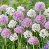 Bulbi Ceapa Ornamentala (Allium) Bee Love, mix de flori globulare mari mov si albe, atrag albinele, usor de cultivat