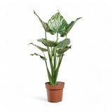 Urechea Elefantului Alocasia Chinese Taro (Alocasia cucullata), eleganta tropicala cu frunzis ornamental spectaculos