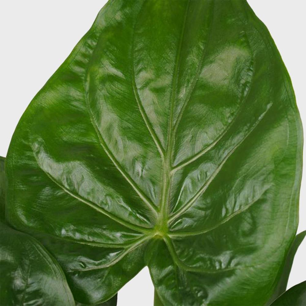Urechea Elefantului Alocasia Chinese Taro (Alocasia cucullata), eleganta tropicala cu frunzis ornamental spectaculos
