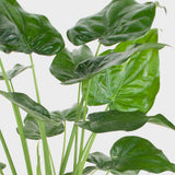 Urechea Elefantului Alocasia Chinese Taro (Alocasia cucullata), eleganta tropicala cu frunzis ornamental spectaculos