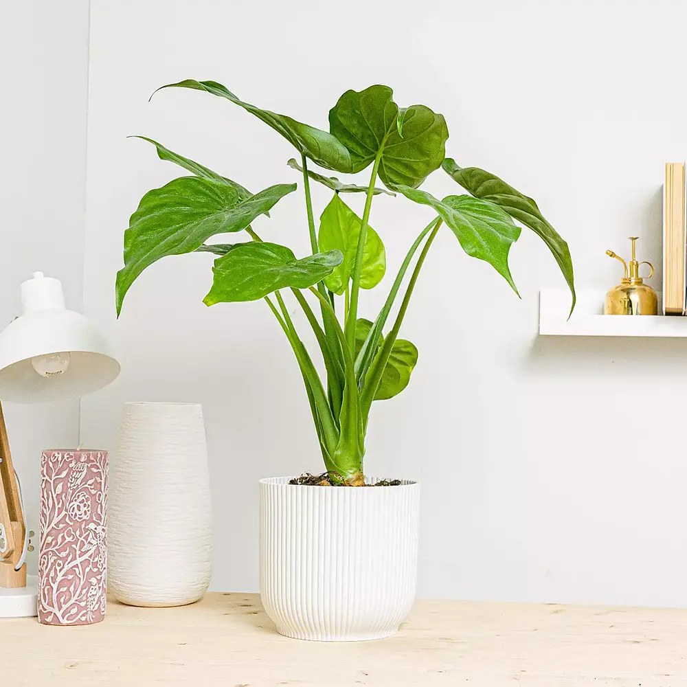 Urechea Elefantului Alocasia Chinese Taro (Alocasia cucullata), eleganta tropicala cu frunzis ornamental spectaculos