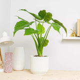 Urechea Elefantului Alocasia Chinese Taro (Alocasia cucullata), eleganta tropicala cu frunzis ornamental spectaculos
