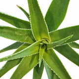 Aloe Vera planta in ghiveci,  40-50 cm, gel natural pentru piele, ingrijire si vindecare, crescut in Romania