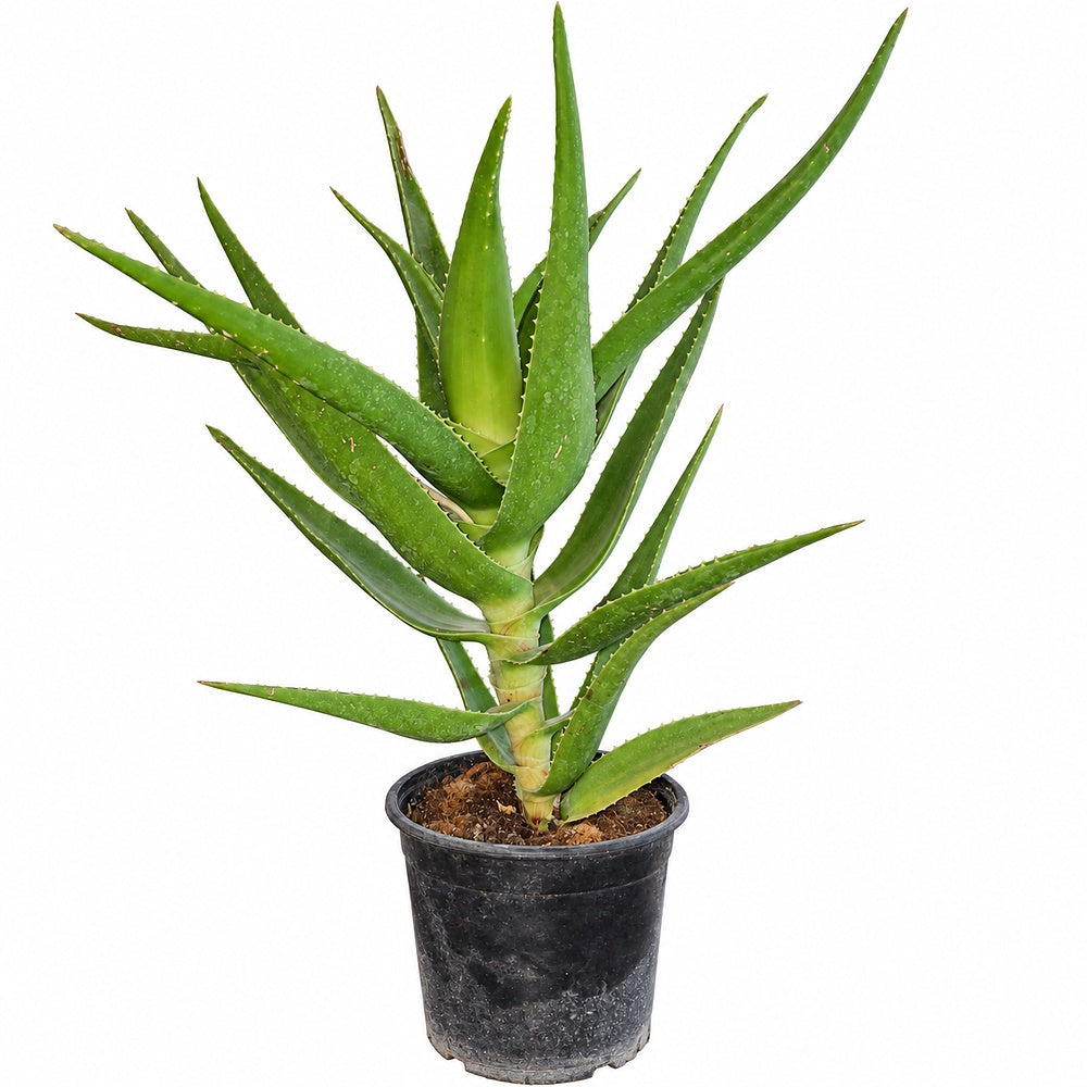 Aloe Vera planta in ghiveci,  40-50 cm, gel natural pentru piele, ingrijire si vindecare, crescut in Romania
