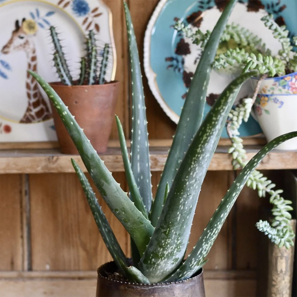 Aloe Vera in Ghiveci - 35 cm