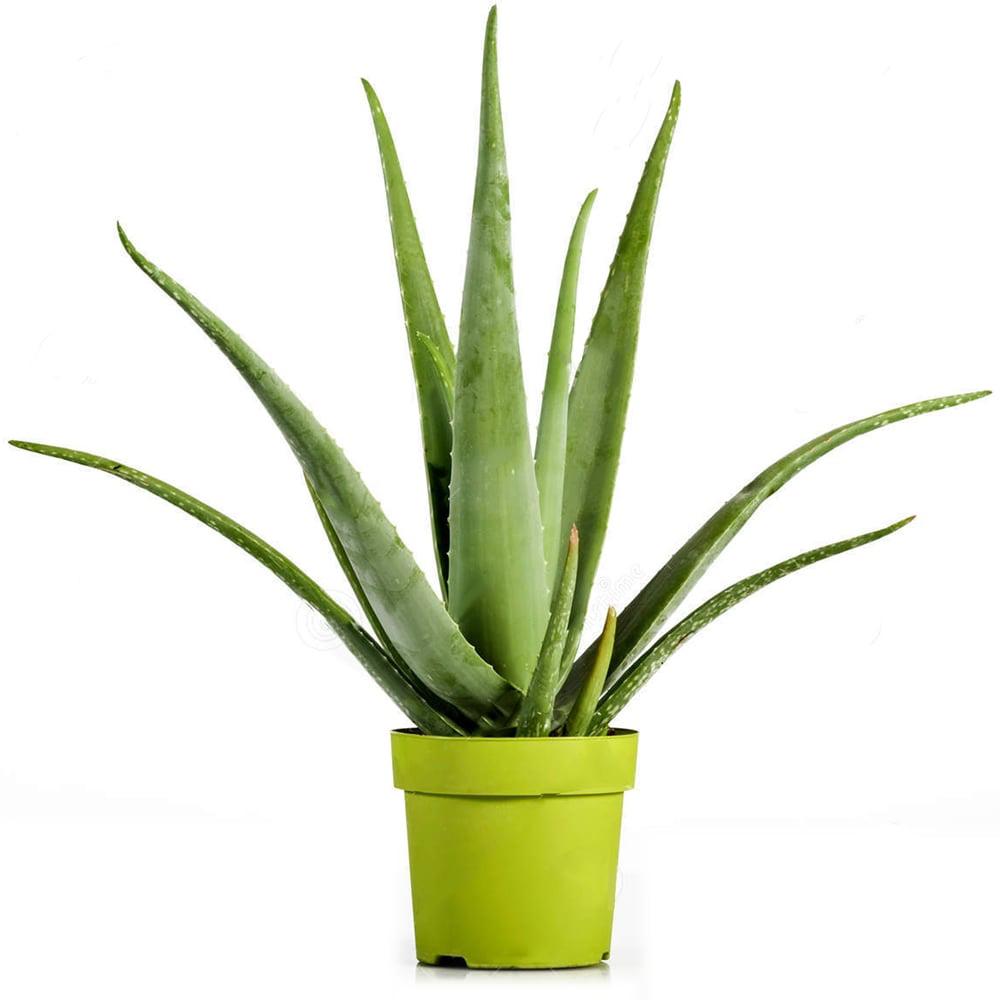 Aloe Vera Planta in Ghiveci – Gel Natural pentru Piele, Ingrijire si Vindecare - 20 cm