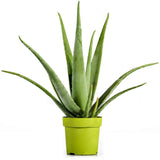 Aloe Vera Planta in Ghiveci – Gel Natural pentru Piele, Ingrijire si Vindecare - 20 cm