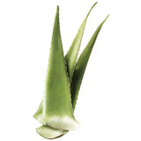 Aloe Vera - 80 cm