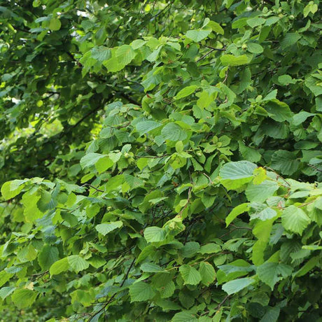 Alun Halle'sche Riesen (Corylus avellana), cu gust dulce puternic