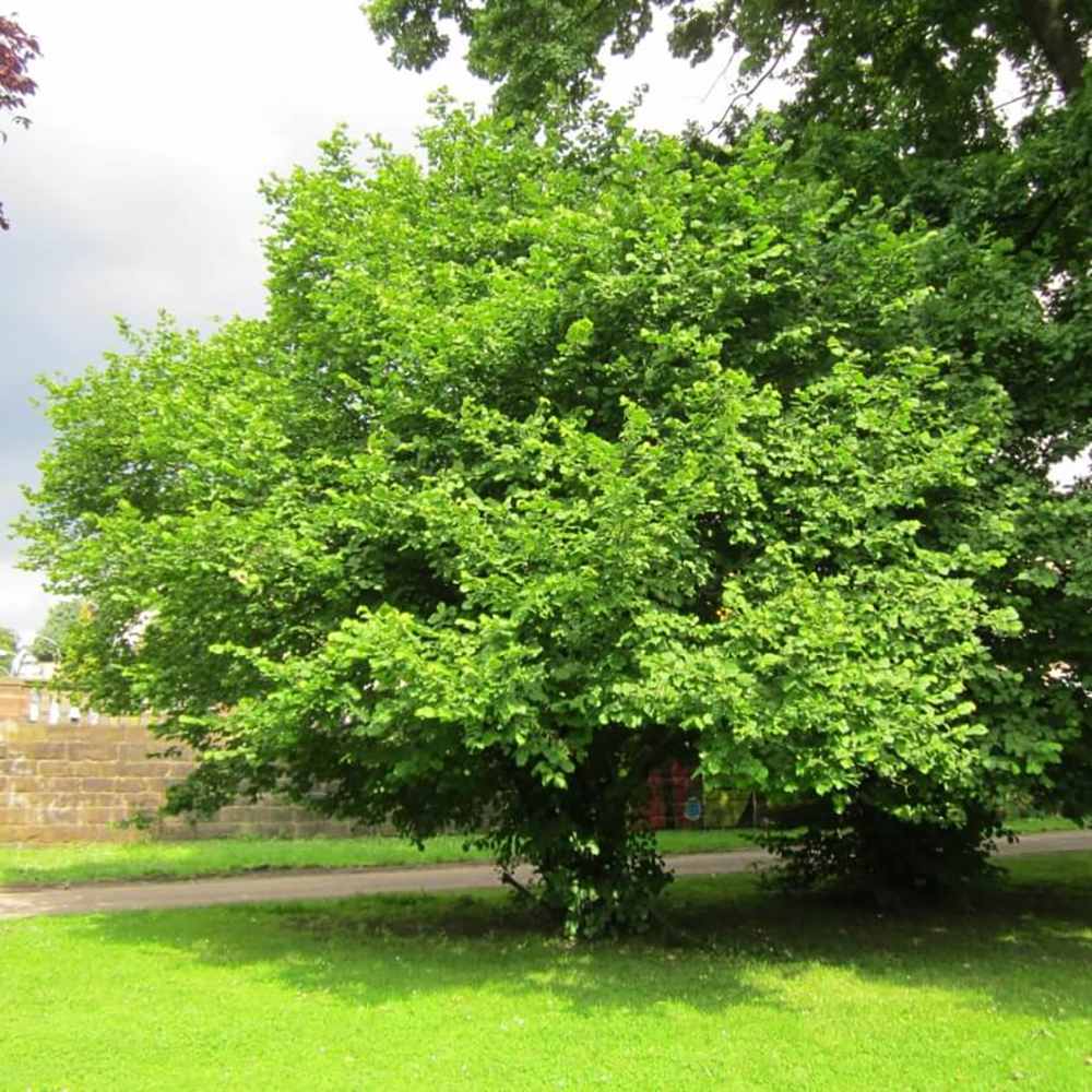 Hallesche Riesen Alun Halle'sche Riesen (Corylus avellana) | Verdena – VERDENA