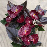 Floarea Flamingo Anthurium Delicata, planta de interior cu flori rosu-burgundiu lucioase in forma de inima - 65 cm