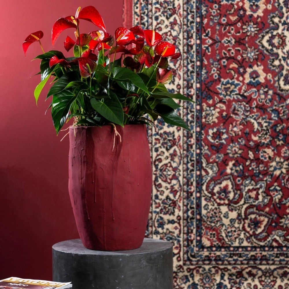 Floarea Flamingo Anthurium Red Bull, planta de interior eleganta cu flori rosu in forma de inima - 55 cm