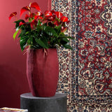 Floarea Flamingo Anthurium Red Bull, planta de interior eleganta cu flori rosu in forma de inima - 55 cm