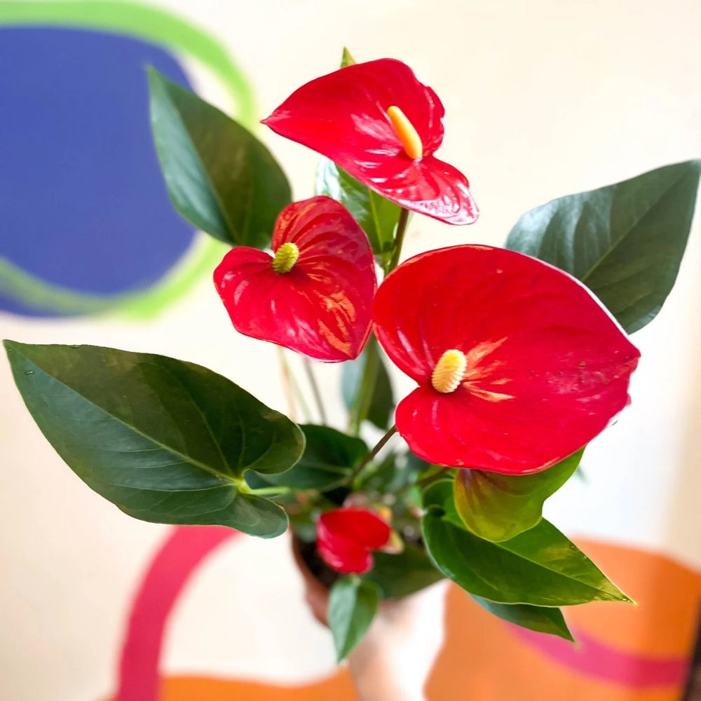 Floarea Flamingo Anthurium Red Bull, planta de interior eleganta cu flori rosu in forma de inima - 55 cm