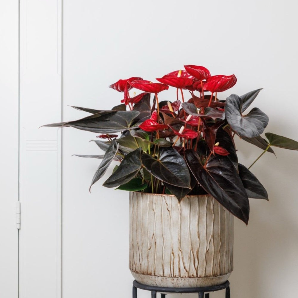 Floarea Flamingo Anthurium Delicata, planta de interior cu flori rosu-burgundiu lucioase in forma de inima - 65 cm