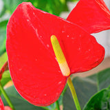 Floarea Flamingo Anthurium Red Bull, planta de interior eleganta cu flori rosu in forma de inima - 55 cm