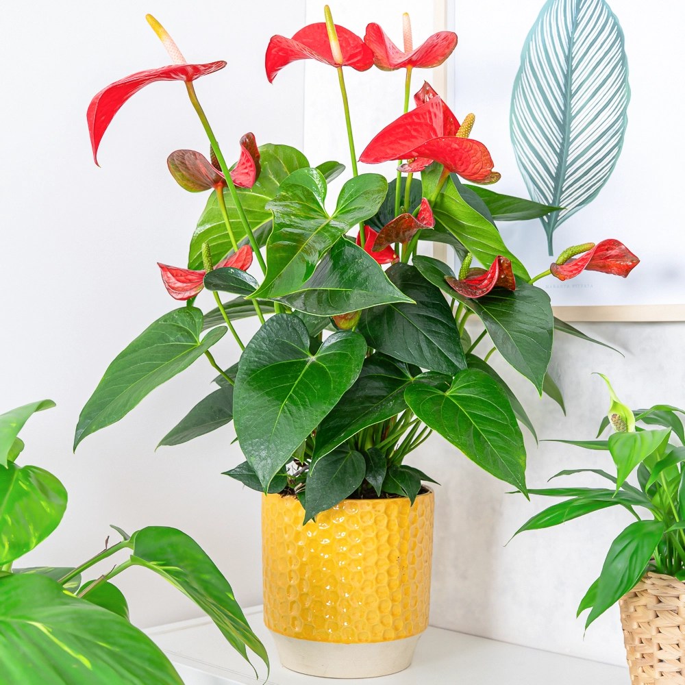 Floarea Flamingo Anthurium Red Bull, planta de interior eleganta cu flori rosu in forma de inima - 55 cm