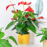 Floarea Flamingo Anthurium Red Bull, planta de interior eleganta cu flori rosu in forma de inima - 55 cm