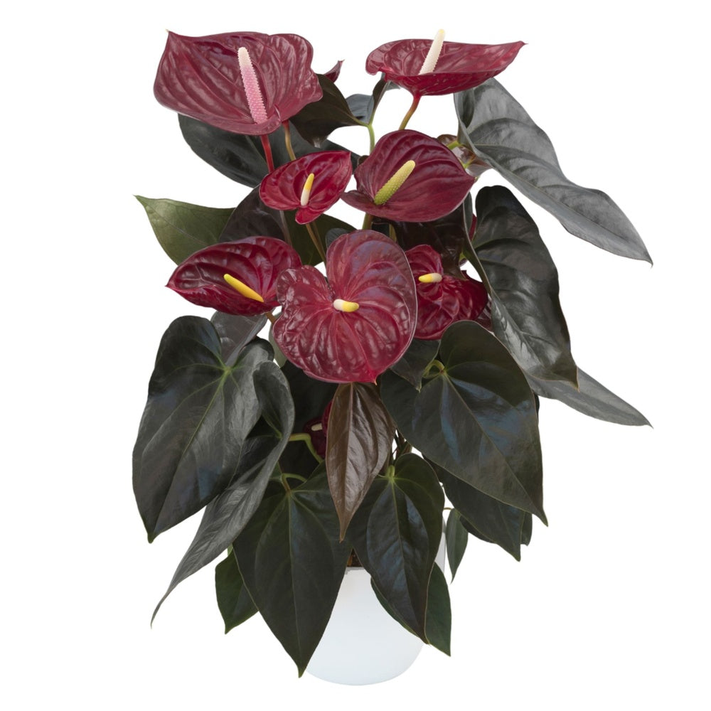 Floarea Flamingo Anthurium Delicata, planta de interior cu flori rosu-burgundiu lucioase in forma de inima - 65 cm