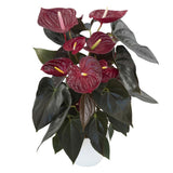 Floarea Flamingo Anthurium Delicata, planta de interior cu flori rosu-burgundiu lucioase in forma de inima - 65 cm