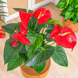 Floarea Flamingo Anthurium Red Bull, planta de interior eleganta cu flori rosu in forma de inima - 55 cm