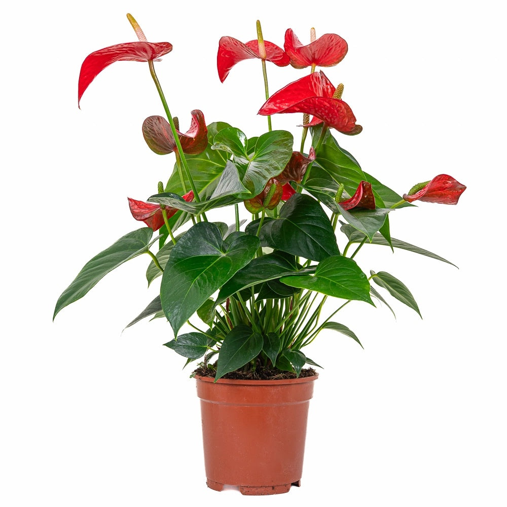 Floarea Flamingo Anthurium Red Bull, planta de interior eleganta cu flori rosu in forma de inima - 55 cm