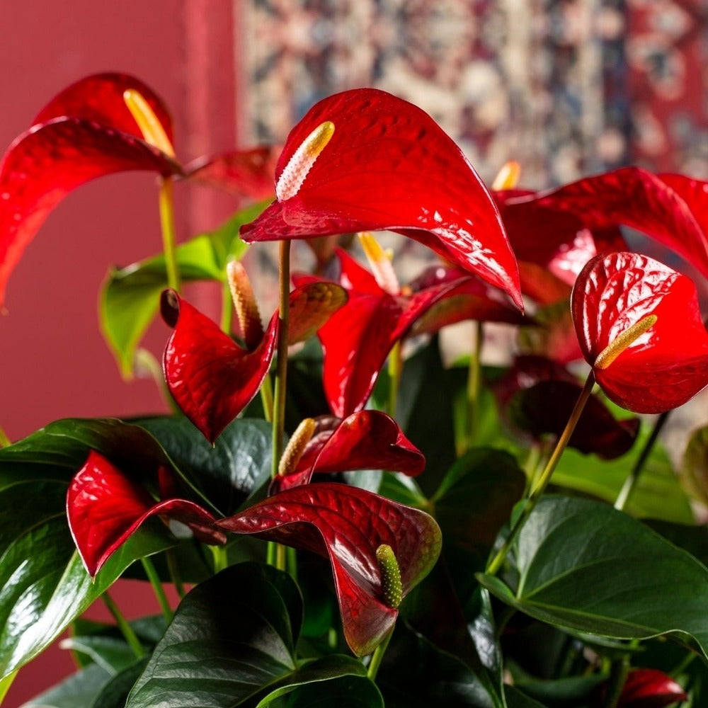 Floarea Flamingo Anthurium Red Bull, planta de interior eleganta cu flori rosu in forma de inima - 55 cm