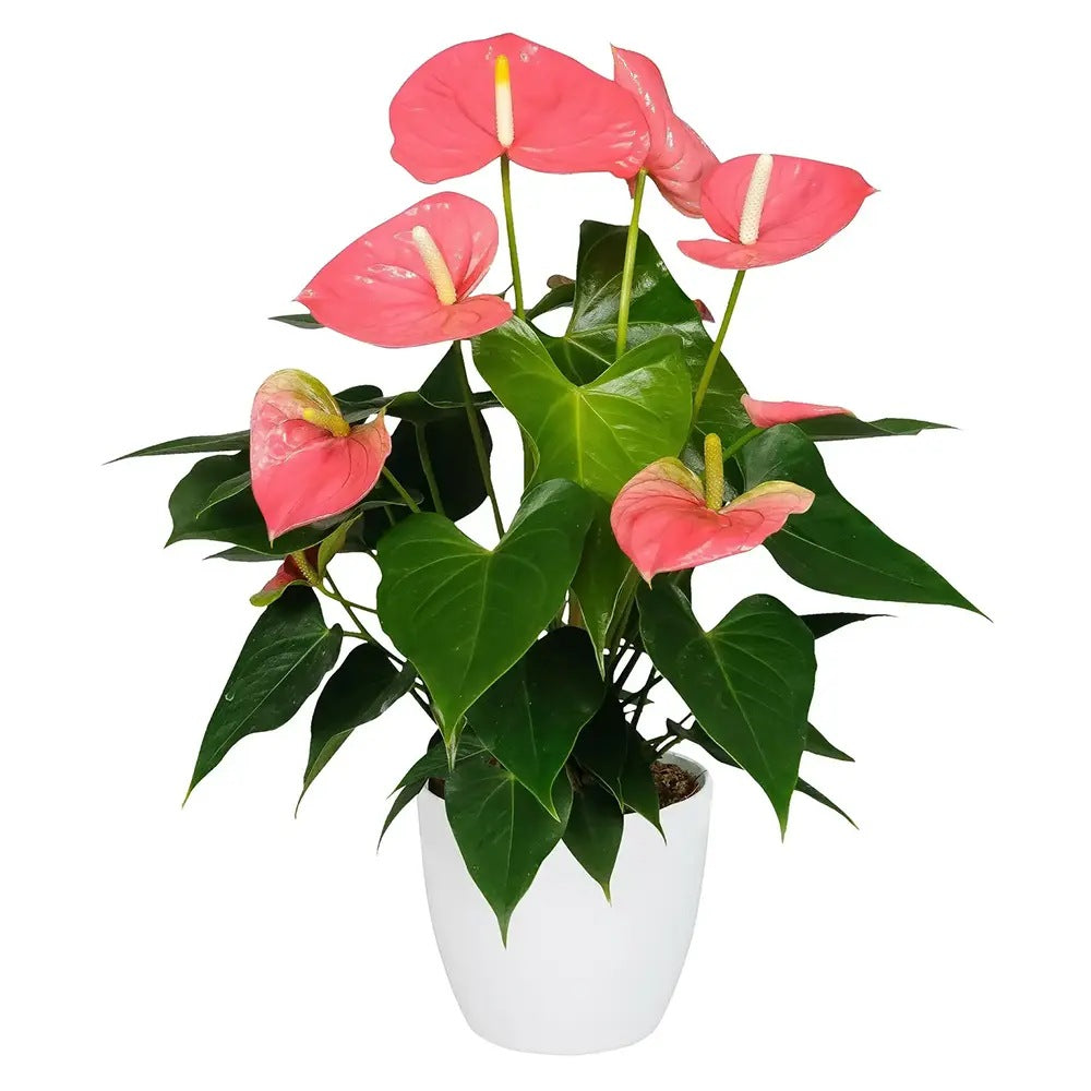 Floarea Flamingo Anthurium Colorado, planta de interior cu flori decorative roz
