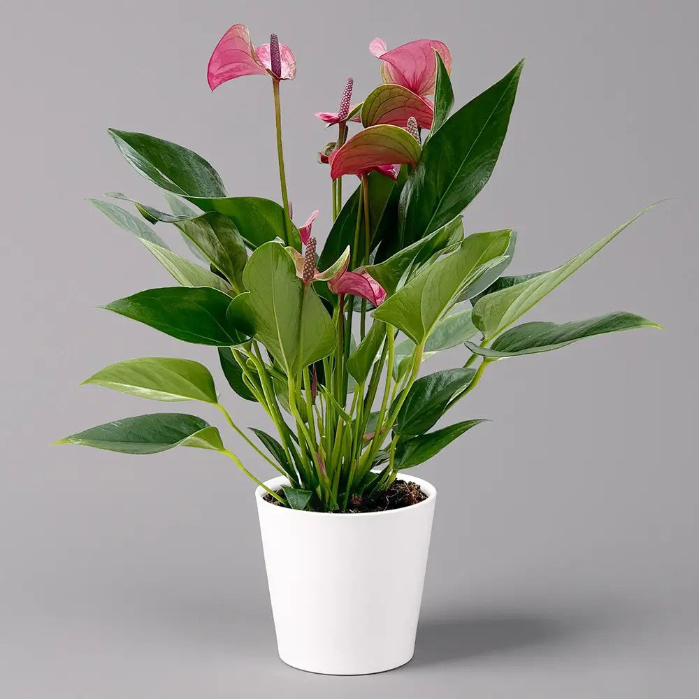 Floarea Flamingo Anthurium Karma Purple, planta de interior cu flori mov decorative