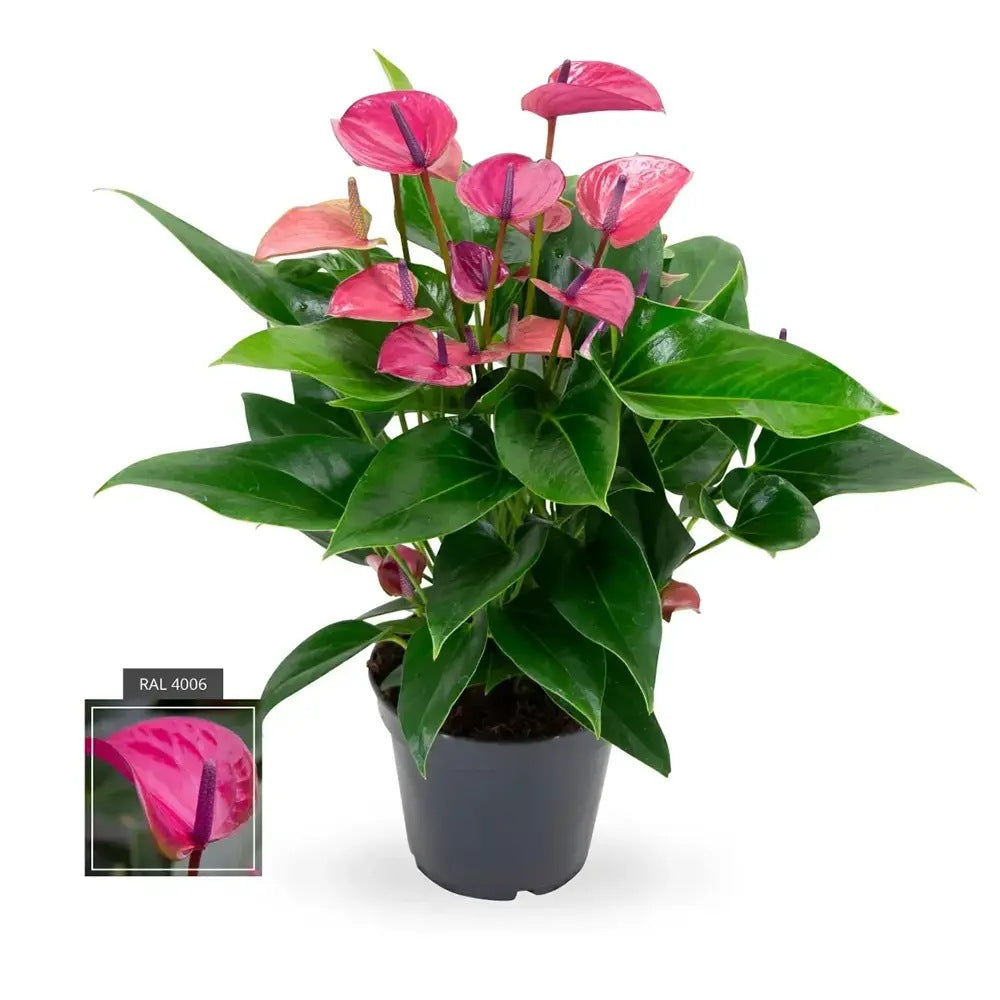 Floarea Flamingo Anthurium Karma Purple, planta de interior cu flori mov decorative