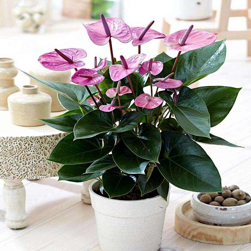 Floarea Flamingo Anthurium Karma Purple, planta de interior cu flori mov decorative