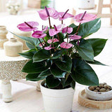 Floarea Flamingo Anthurium Karma Purple, planta de interior cu flori mov decorative