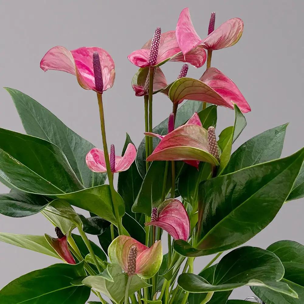 Floarea Flamingo Anthurium Karma Purple