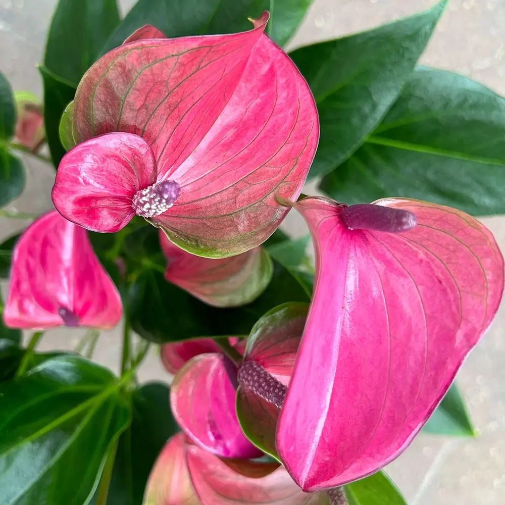 Floarea Flamingo Anthurium Karma Purple, planta de interior cu flori mov decorative