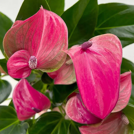 Floarea Flamingo Anthurium Karma Purple, planta de interior cu flori mov decorative