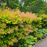 Arbore de Fum Scumpie galbena (Cotinus coggygria) Golden Spirit - VERDENA - 80 - 100 cm inaltime, ghiveci de 10 l