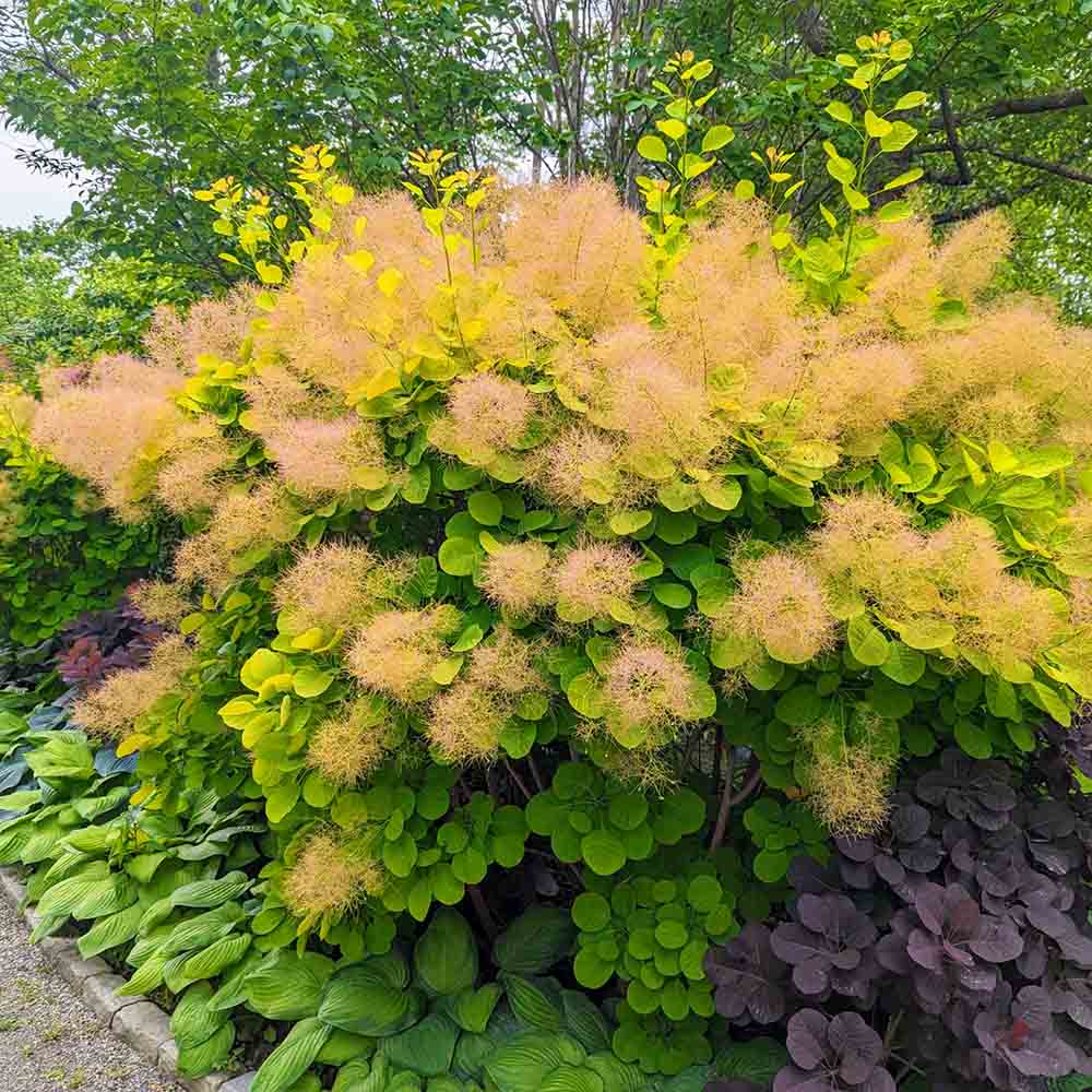 Black Friday - Reduceri Arbore de Fum Scumpie galbena (Cotinus coggygria) Golden Spirit Promotie