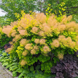 Arbore de Fum Scumpie galbena (Cotinus coggygria) Golden Spirit - VERDENA - 80 - 100 cm inaltime, ghiveci de 10 l